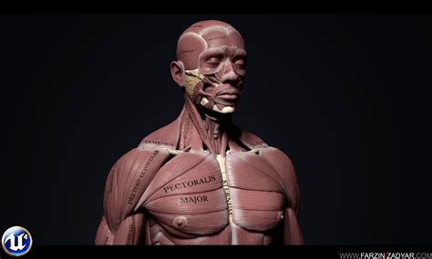 Human Anatomy Kit Polycount