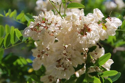 Fotos De Flores Árboles Y Flores De Las Acacias