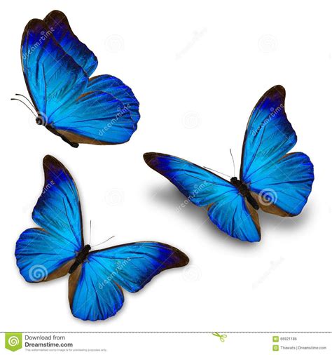 Photo About Beautiful Three Blue Butterfly Flying Isolated On White