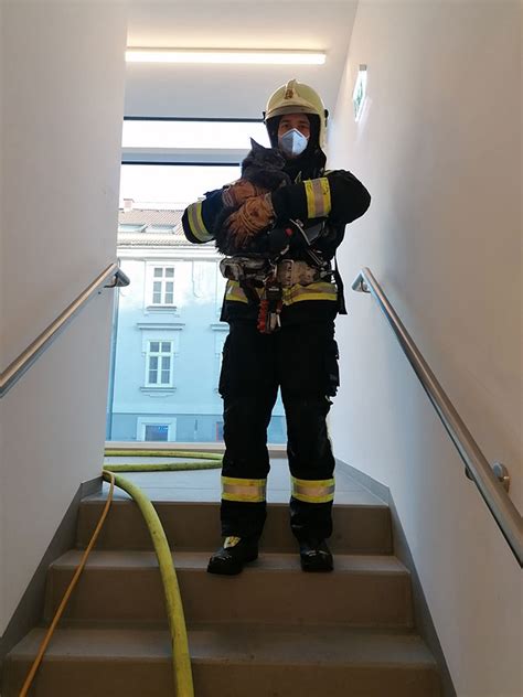 Wohnungsbrand In Wiener Neustadt Bewohnerin Gerettet