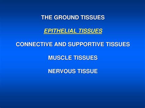 Connective And Supportive Tissues Ppt Download