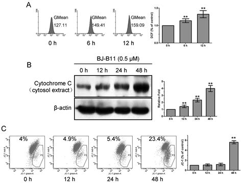 The Selective Hsp90 Inhibitor Bj B11 Exhibits Potent Antitumor Activity