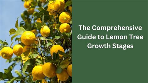 The Comprehensive Guide To Lemon Tree Growth Stages