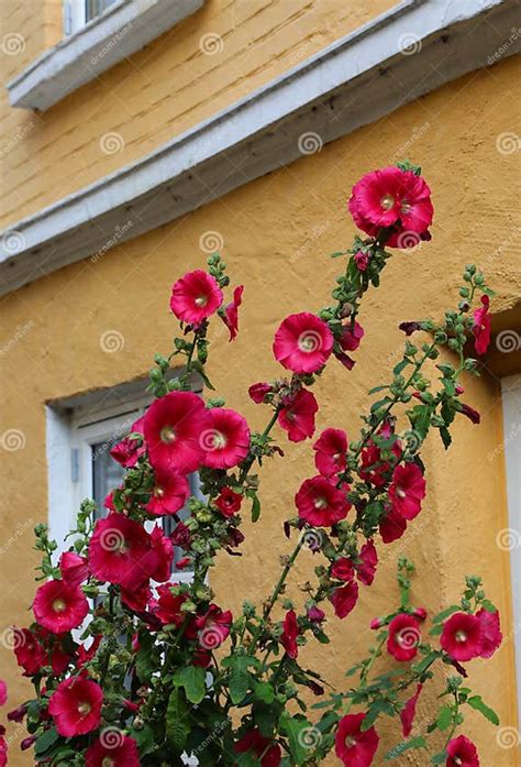 Alcea Setosa Also Called Bristly Hollyhock Blooming Stock Image Image