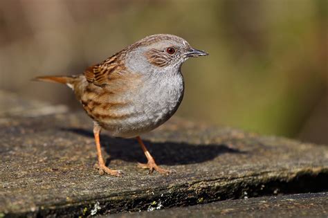 3 Zangvogels René Vogels Fotografie