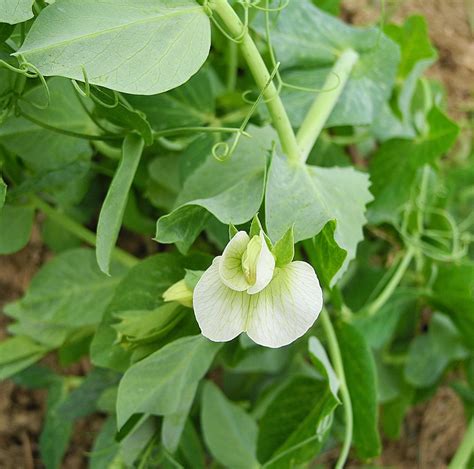 Gambar Bunga Kacang Hijau Koleksi Gambar