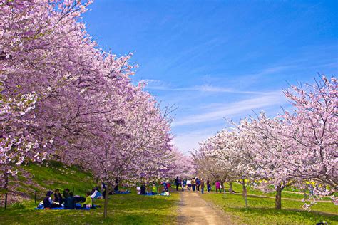 日本の風景「桜並木」壁紙1920x1280 壁紙館