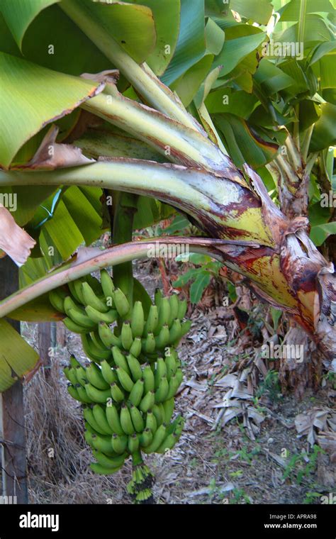 Banana Fruit Tree