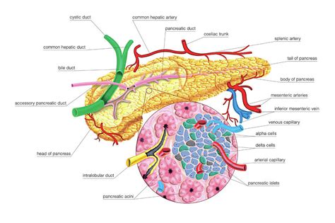 The Pancreas #3 by Asklepios Medical Atlas