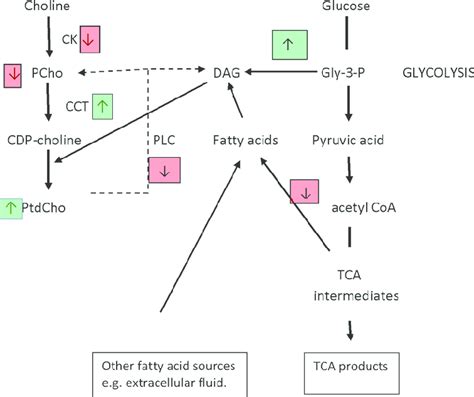 Alterations in phosphatidylcholine metabolism and conversion of glucose ...