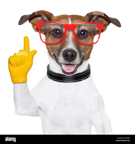 Smart School Dog Stock Photo Alamy