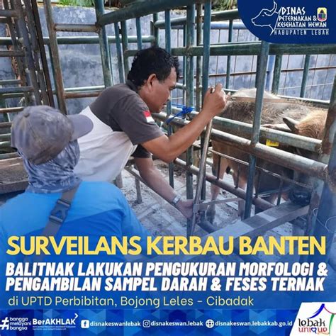 Surveilans Kerbau Banten Balitnak Lakukan Pengukuran Morfologi