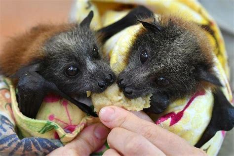 Qld To Become Last Jurisdiction In Australia To Fully Criminalise The Shooting Of Flying Foxes