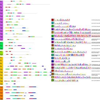 Schematic representation of 20 conserved motifs in the TTF genes. Using ... 