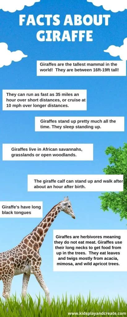 Amazing Giraffe Facts for Kids - Kids Play and Create