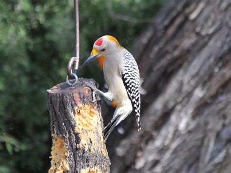 The Online Zoo Golden Fronted Woodpecker