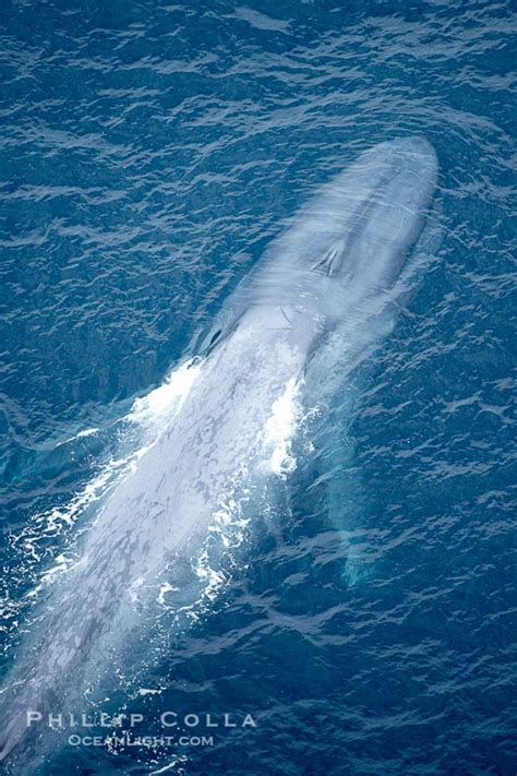 Blue Whale Aerial Photograph – Natural History Photography Blog