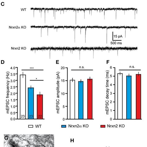 Genetic Targeting Of Nrxn In Mice Alters Excitatory Neurotransmitter