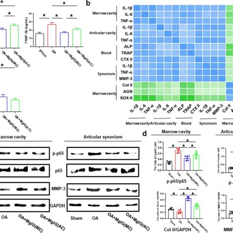 Mgig May Exert Anti Inflammatory Effects By Inhibiting The Nf κb Download Scientific Diagram