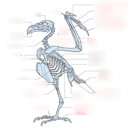 Avian Skeleton Diagram Quizlet