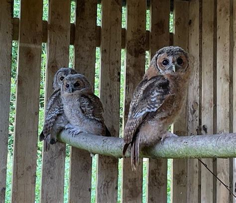 Food Museum Owlets Released — Suffolk Owl Sanctuary