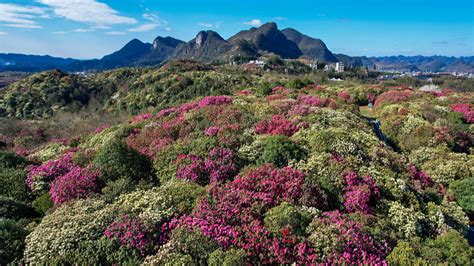 El Mayor Jardín Natural De Azaleas Del Mundo Exhibe Su Esplendor Floral Cgtn En Español