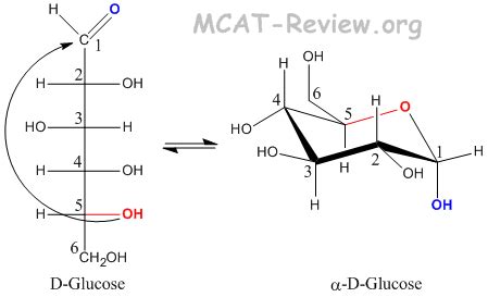 Chapter Carbohydrate Structure And Function Flashcards Quizlet