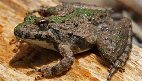 Types Of Frogs Found In Arkansas Id Guide Bird Watching Hq