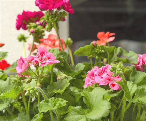 How To Overwinter Geraniums With Expert Advice Homes And Gardens