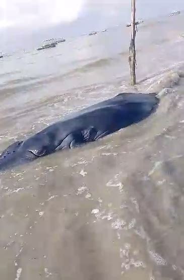 V Deo Filhote De Baleia Jubarte Encalha Em Praia De Maragogi Alagoas