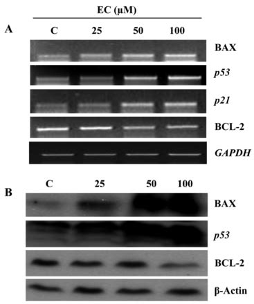 Induction Of Apoptosis Of Sw Human Colon Cancer Cells By