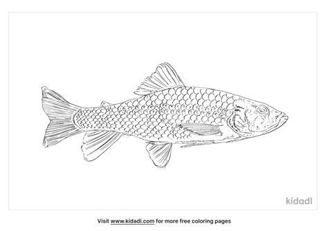 Common Dace Kidadl