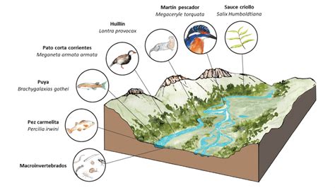 Seres Vivos Que Habitam Rios De Diferentes Regiões Do Planeta - Los ríos están vivos - Revista Endémico