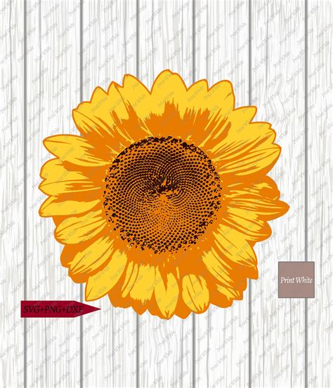 Sunflower Svg Png Dxf Eps Ai Clipart Printable Etsy Sexiz Pix