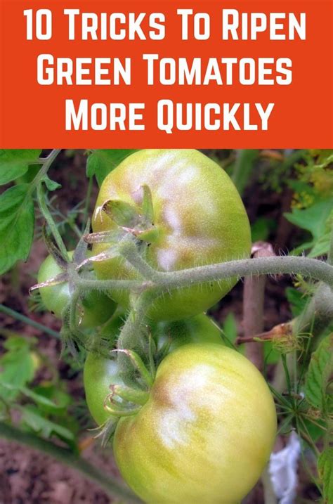 Tricks To Ripen Green Tomatoes More Quickly Ripen Green Tomatoes