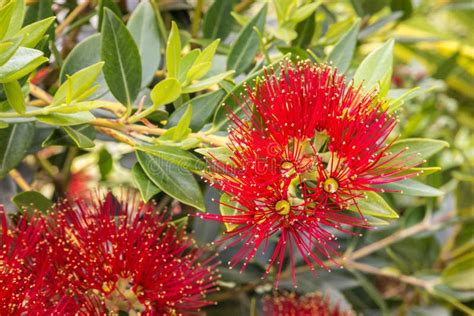 New Zealand Christmas Tree with Bright Red Flowers Stock Photo - Image ...