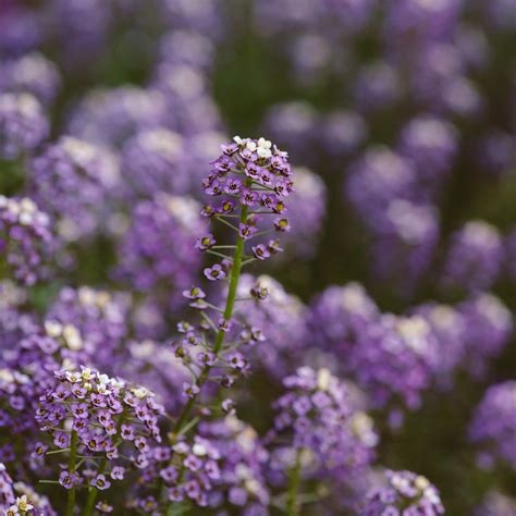 Alyssum Wonderland Series Flower Garden Seeds Blue Packet