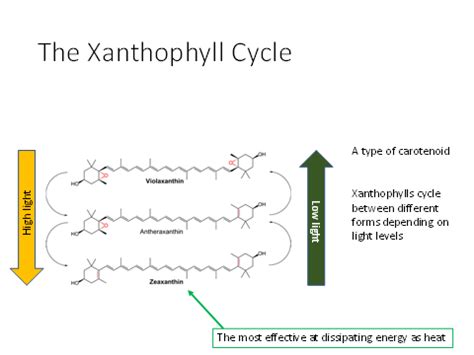 Climate And Vegetation 2 Flashcards Quizlet