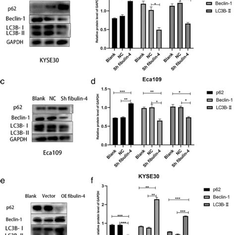 Fibulin4 Regulates Autophagy In Esophageal Squamous Cell Carcinoma