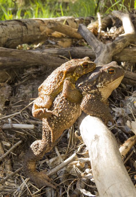 Amplexo De Sapo Comum Bufo Spinosus Parque Natural Do Mo Flickr