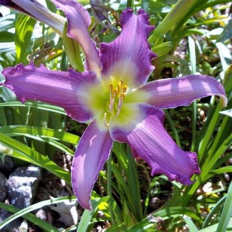 Daylily Hemerocallis Sky Over Schuyler In The Daylilies Database