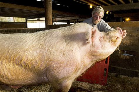 Fattest Pig In The World