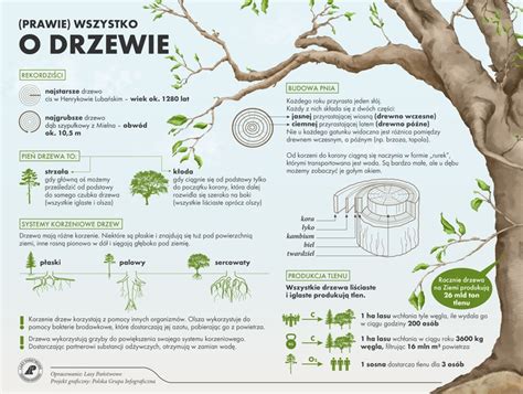 Prawie Wszystko O Drzewie Czyste Zielone Miasta Jak Sadzi Drzewa