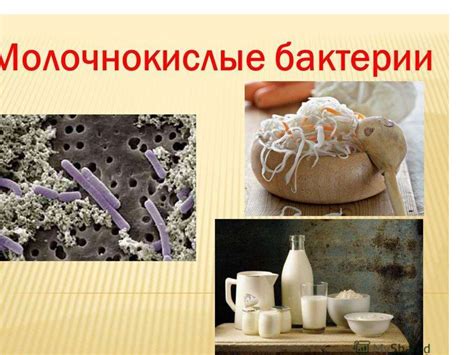 Микроорганизмы - презентация онлайн