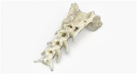 3D Domestic Cat Sacrum And First Three Caudal Vertebrae Bones 01 Model