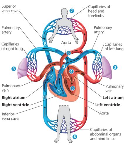 Human Circulatory System Flashcards Quizlet