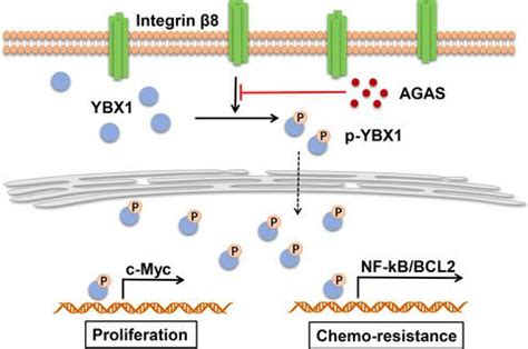 Integrin β8 facilitates tumor growth and drug resistance through a Y