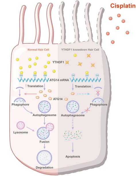 Schematic Model Demonstrates The Role Of Ythdf1 In Regulating Download Scientific Diagram