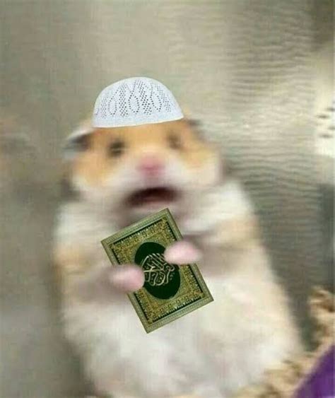 Scared Hamster Holding Quran Cat Profile Pretty Animals Funny