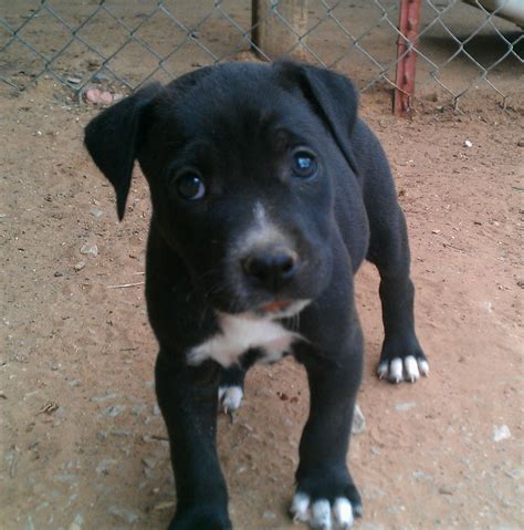 Puppy pitbulls with blue eyes are becoming the most wanted pet 3